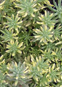 Sedum rupestre 'Variegata'                 